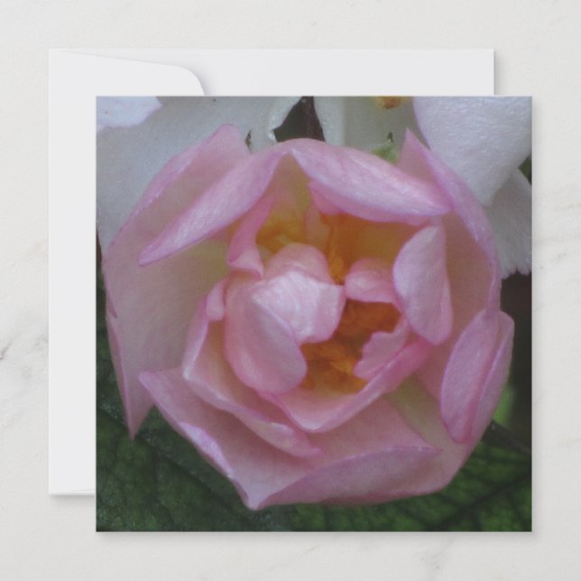 Convites Invitación - festa Cumpleaños - La Rosa Rosa (Frente)