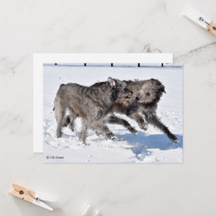 Convites Irish Wolfhounds corre em neve
