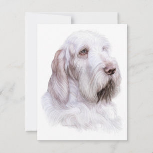 Convites Italiano Spinone Italiano