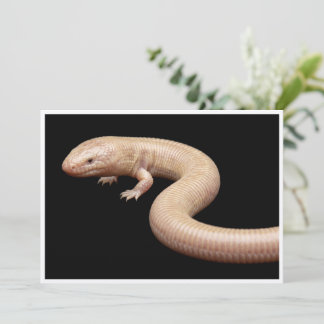 Convites Lagarto Topepo Mexicano isolado em fundo preto