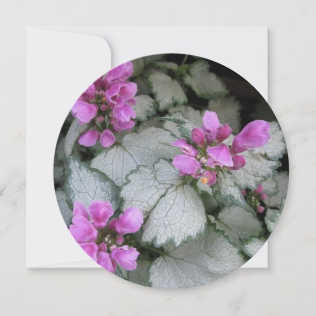 Convites Lamium Maculatum (Frente)