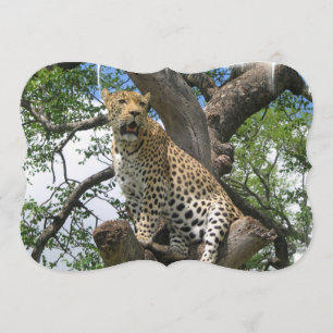 Convites Leopardo