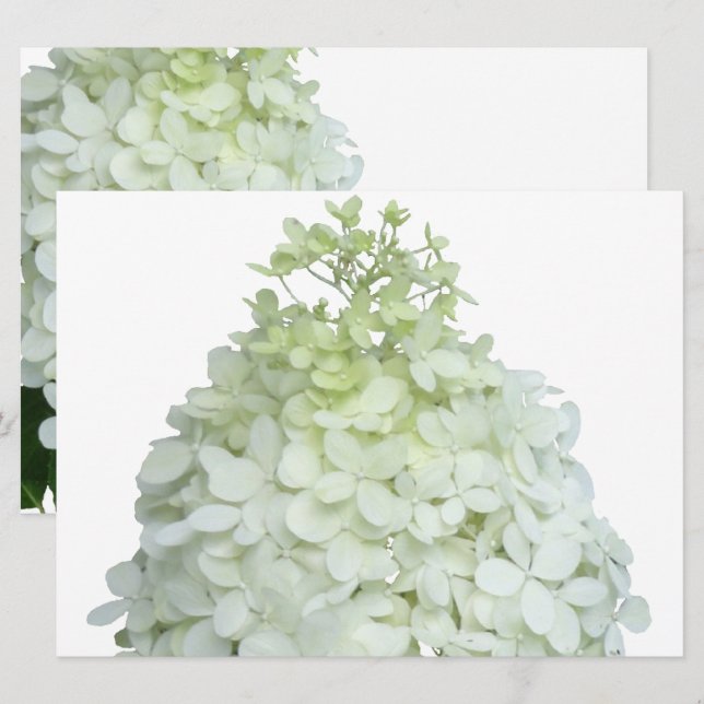 Convites Limelight Hydrangea Bridal / Chá de casamento (Frente/Verso)