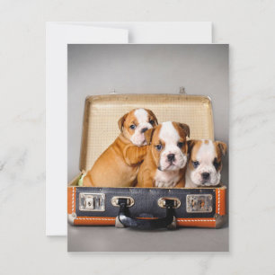 Convites Lindos Filhotes de Bulldog Amante de Cachorro