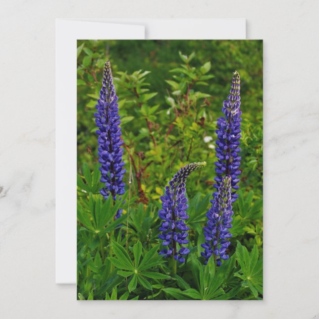 Convites Lupines (Frente)