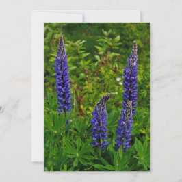 Convites Lupines