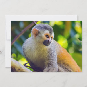 Convites Macaco-esquilo no Parque Nacional Manuel Antonio -