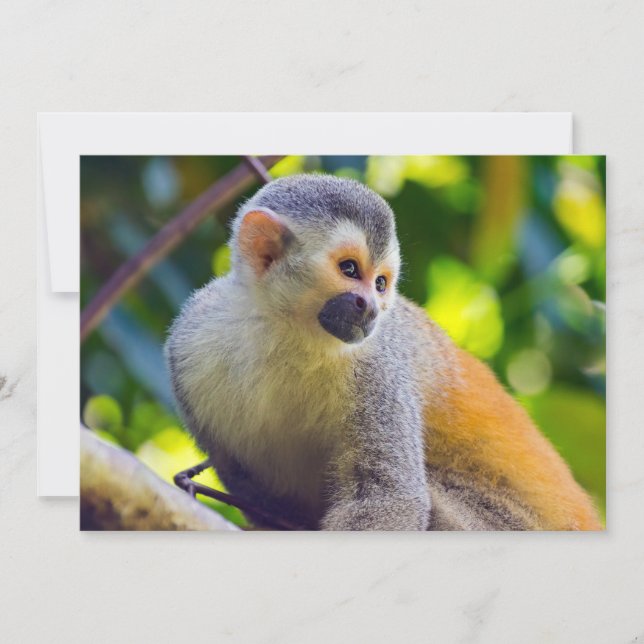 Convites Macaco-esquilo no Parque Nacional Manuel Antonio - (Frente)