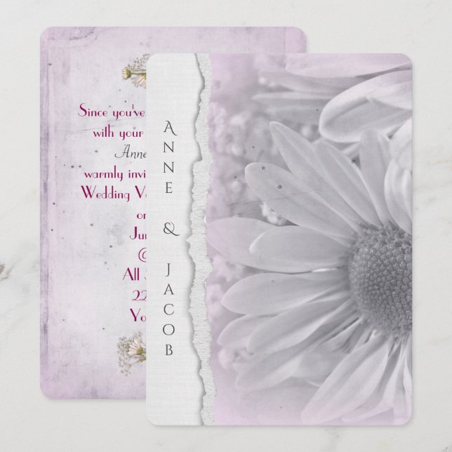 Convites macro de margarida rosa pálido em papel de borda r (Frente/Verso)