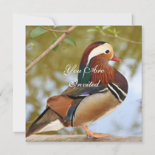 Convites Mandarin Duck