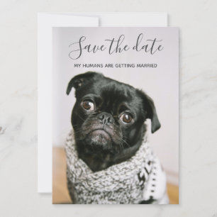 Convites Meus Humanos Casando-Se Foto De Cachorro Salvem A 