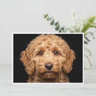 Convites Mini Labradoodle isolado em fundo preto