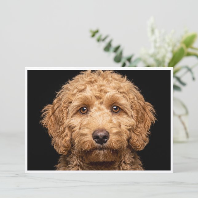 Convites Mini Labradoodle isolado em fundo preto (Em pé/Frente)