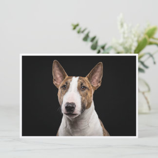 Convites Miniature Bull Terrier isolado em fundo preto
