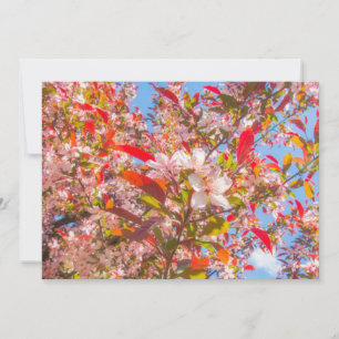 Convites Natureza floresce flores luz brilha sol