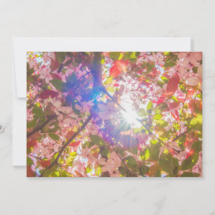 Convites Natureza floresce flores luz brilha sol