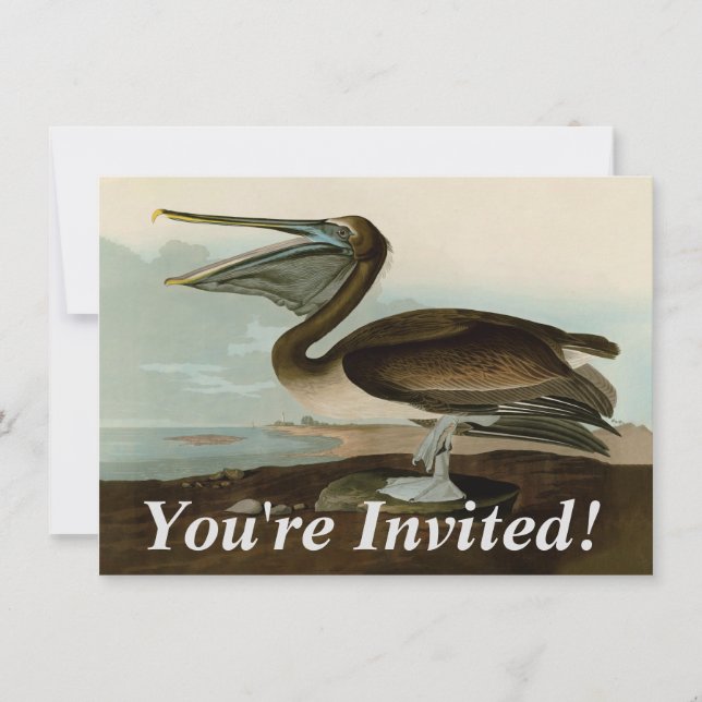 Convites Obras de Arte de John James Audubon Brown Pelican  (Frente)