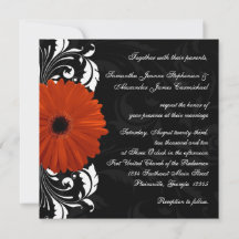 Orange Gerbera Daisy com rolagem branca e negra
