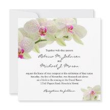 Orquídeas brancas e rosa-quente