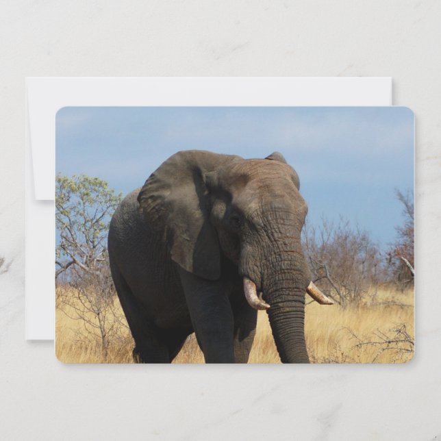 Convites Pachyderm (Frente)