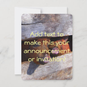 Convites Par Pir Par Pigões