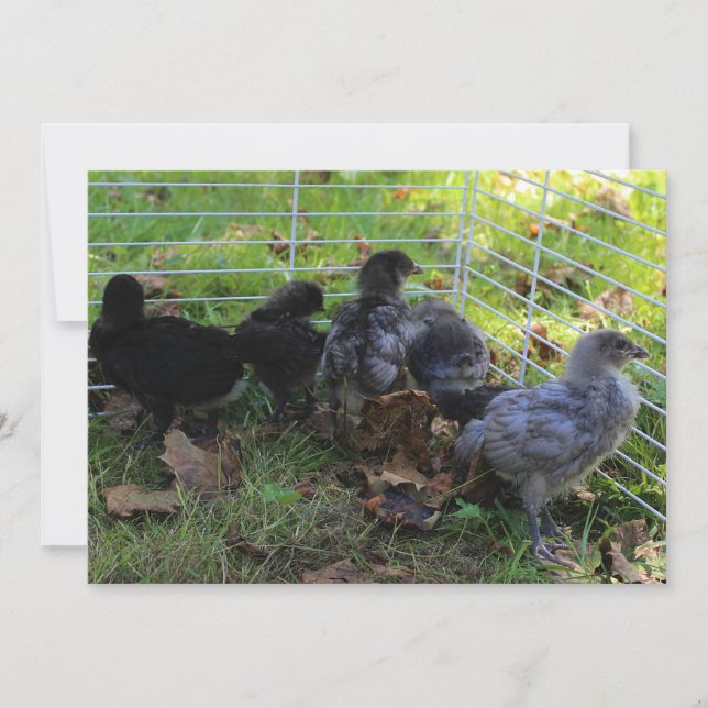 Convites Para cima - Bumbum de frango (Frente)