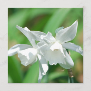 Convites para Daffodilos de Taça Pequena