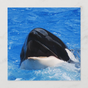 Convites para Sons de Baleia