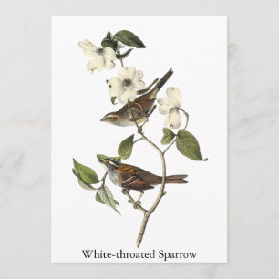 Convites pardal Branco-throated - John Audubon