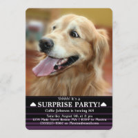 Partido de surpresa chocado do cão do golden