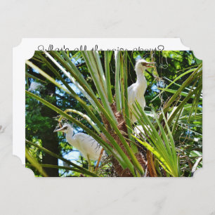 Convites Pássaros bebês