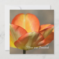 Peach Tulip Flower Birday