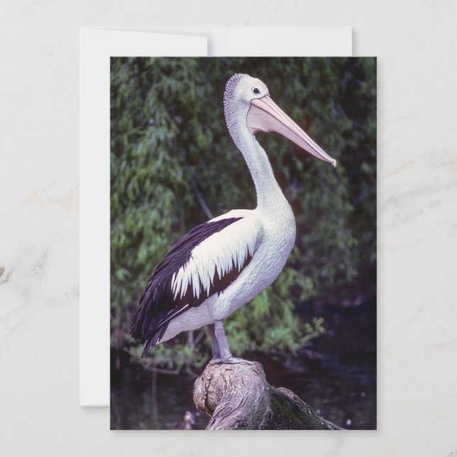 Convites Pelican em um galho, Tasmânia - Austrália (Frente)
