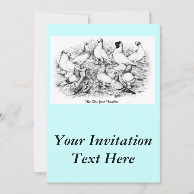 Convites Pigeons de Tumbler de faces curtas (Frente)