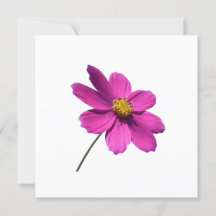 PINK DAISY, VAZIO TODA A PLACA DE OCASIÃO