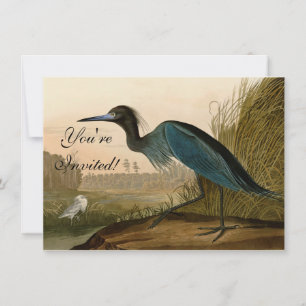 Convites Pintura de Heron Audubon com Crane Azul