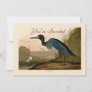 Convites Pintura de Heron Audubon com Crane Azul