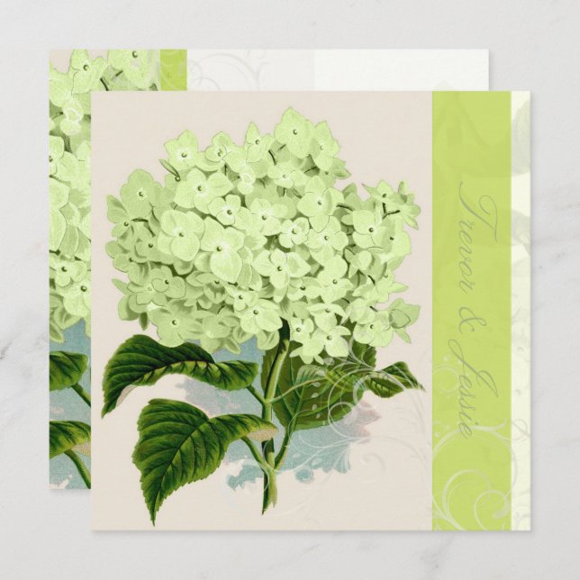 Convites PixDezines Hydrangea verde da safra (Frente/Verso)