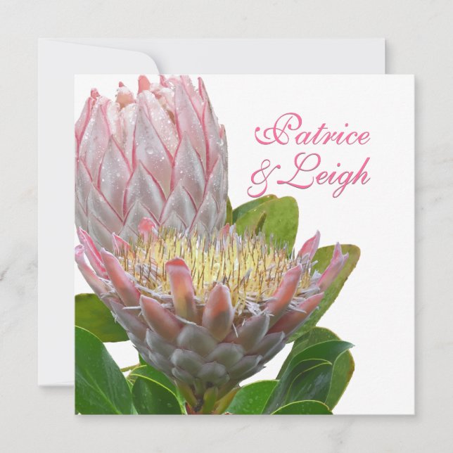 Convites PixDezines Maui protea fresca rosa pálido/escuro (Frente)