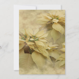 Convites Poinsettias Cor Creme Arte Digital