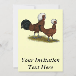 Convites  Polonês:  Leds Brancos Detidos