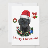 Poodle Natal