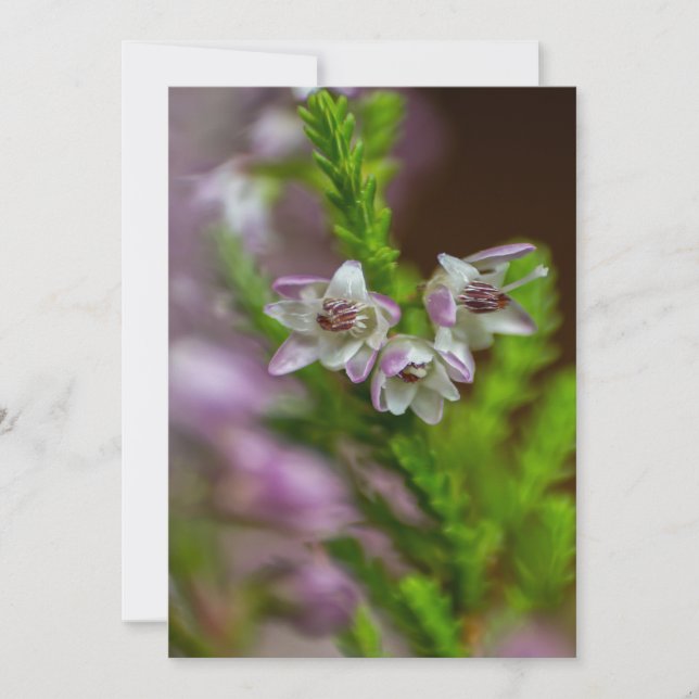 Convites Púrpura de flor de Primavera de Heather (Frente)