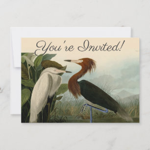 Convites Púrpura Heron Audubon Bird Willife Painting