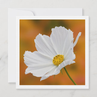 Convites Quadrados Florais do Cosmos Branco
