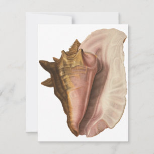 Convites Rainha Conch Shell Seashell, Vintage Marine Life