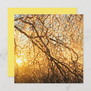 Convites ramos de gelo no pôr do sol