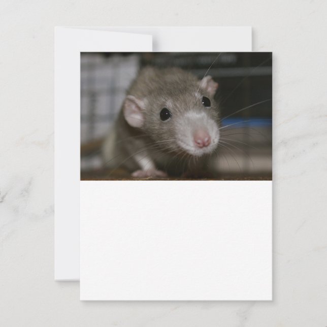 Convites Rato curioso (Frente)