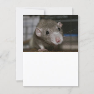 Convites Rato curioso