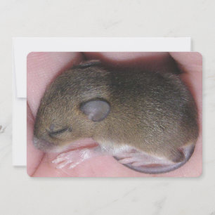 Convites Rato Pequeno De Bebê Com Orelhas Bonitas Dorme Enr